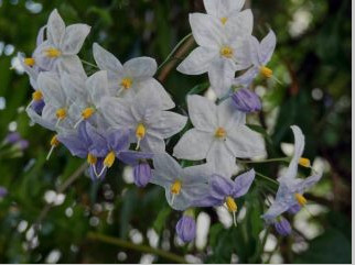 SOLANUM_.jpg