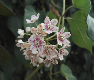 WATTAKAKA_SINENSIS.jpg
