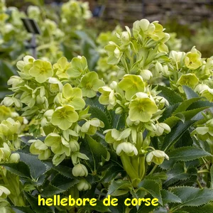 Hellebore_de_Corse_Helleborus_argutifolius.webp