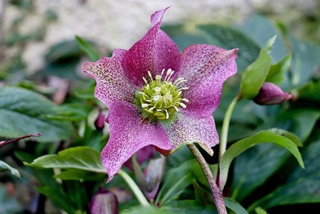 hellebore.jpg