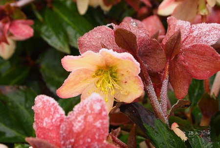hellebore_2.jpg