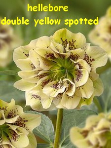 hellebore_double_yellow_spotted_1.jpg