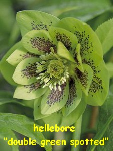 hellebore_double_yellow_spotted_2.jpg