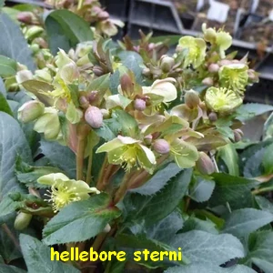 hellebore_sternii_1.webp