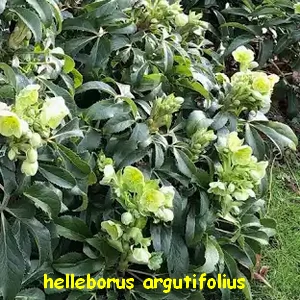 helleborus_argutifolius.webp