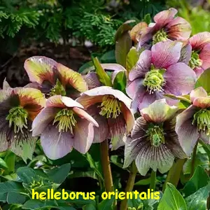 helleborus_orientalis.webp