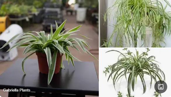 chlorophytum.jpg