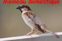 moineau_domestique1.jpg