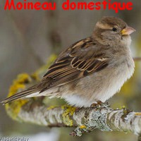 moineau_domestique2.jpg