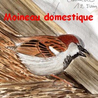 moineau_domestique3.jpg