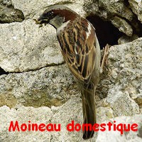 moineau_domestique4.jpg