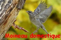 moineau_domestique5.jpg
