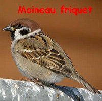 moineau_friquet.jpg