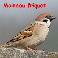 moineau_friquet2.jpg