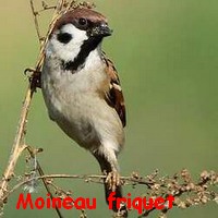moineau_friquet3.jpg