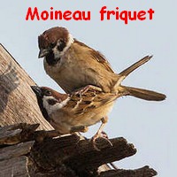moineau_friquet4.jpg
