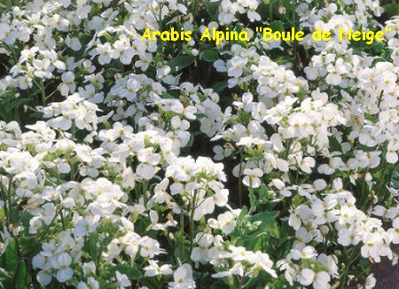 ARABIS_ALPINA_BOULE_DE_NEIGE.jpg