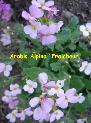 ARABIS_ALPINA_FRAICHEUR.jpg