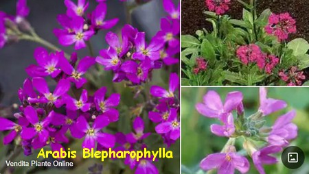 ARABIS_BLEPHAROPHYLLA.jpg