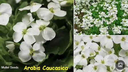ARABIS_CAUCASICA.jpg