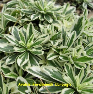 ARABIS_FERDINANDI_CORBUGII.jpg