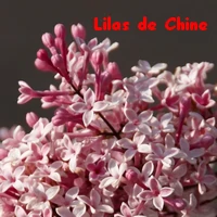 LILAS_DE_CHINE.webp