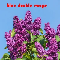 LILAS_DOUBLE_ROUGE.webp