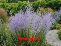 PEROVSKIA.webp