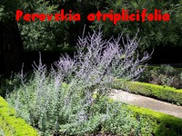Perovskia_atriplicifolia.jpg