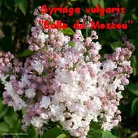 Syringa_vulgaris_Belle_de_Moscou.webp