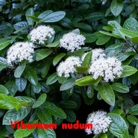 VIBURLUM_NUDUM.webp