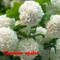 VIBURNUM_OPULUS.webp