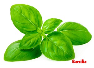 BASILIC_.jpg