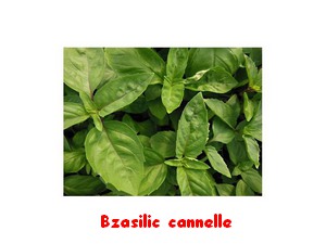 BASILIC_CANNELLE.jpg