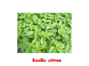 BASILIC_CITRON.jpg