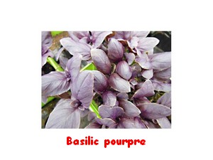 BASILIC_POURPRE.jpg