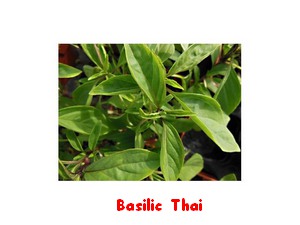 BASILIC_THAI.jpg