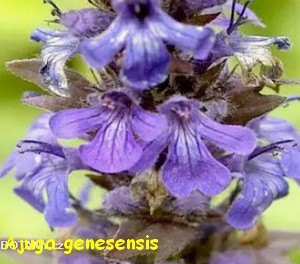 Ajuga_Genesensis.jpg