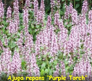 Ajuga_Repans_Purple_Torch.jpg