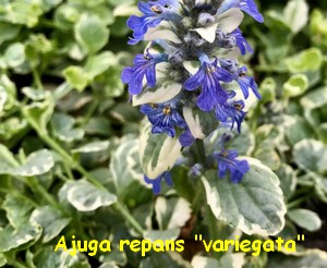 Ajuga_Repans_Variegata.jpg