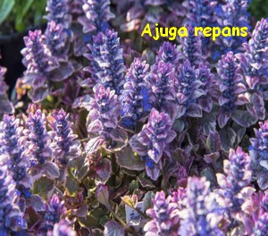 Ajuga_repans_2.jpg