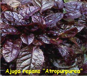 Ajuga_repans_Atropurpurea.jpg