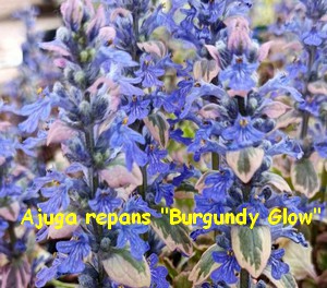 Ajuga_repans_Burgundy_Glow.jpg