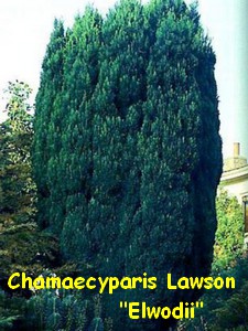 CHAMAECYPARIS_LAWSON_ELWODII.jpg