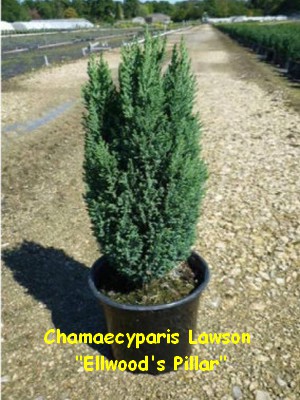 CHAMAECYPARIS_LAWSON_ELWODS_PILLAR.jpg