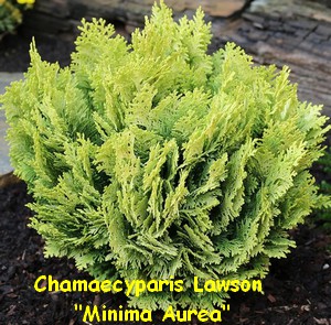 CHAMAECYPARIS_LAWSON_MINIMA_AUREA.jpg