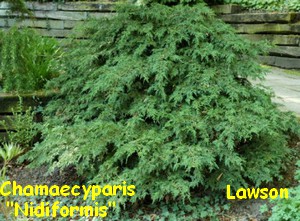 CHAMAECYPARIS_LAWSON_NIDIFORMIS.jpg