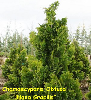 CHAMAECYPARIS_OBTUSA_NANA_GRACILLIS.jpg