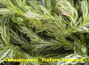 CHAMAECYPARIS_PISIFERA_BOULEVARD.jpg