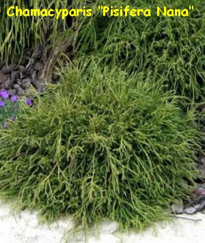 CHAMAECYPARIS_PISIFERA_NANA.jpg